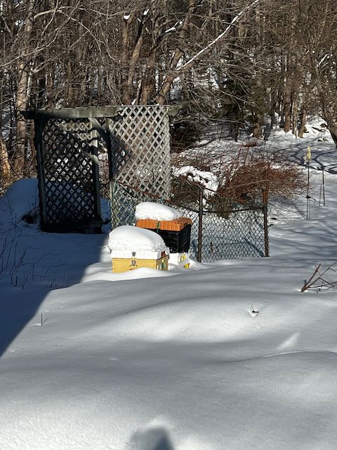 Bee yard 5 March 2023